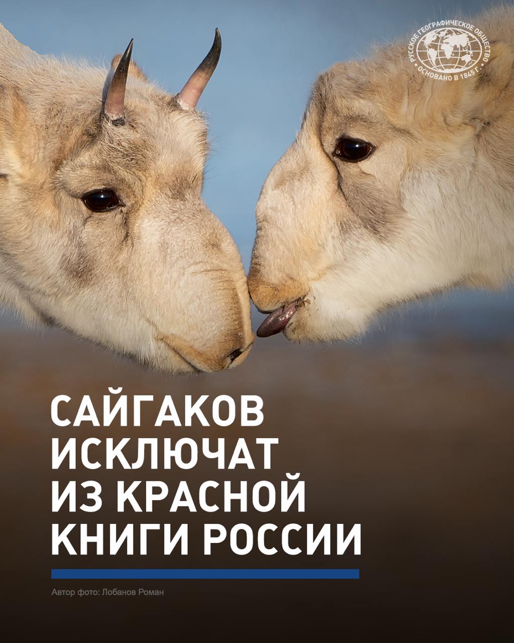 Важное событие: из Красной книги собираются исключить волго-уральских сайгаков!  В этом году масштабная миграция сайгаков нанесла ущерб сельскому хозяйству. Всё из-за того, что популяция животных резко выросла и они, мигрируя из Казахстана, стали восстанавливать свой былой ареал, который когда-то включал в себя земли нынешней Саратовской, Самарской, Волгоградской областей.   «Это явление никакое не нашествие, а нормальный природный процесс. Сайгак имеет на эту территорию такое же право, как и домашний скот: овцы, крупный рогатый скот, лошади и верблюды[…]. Необходимо искать компромиссы», — Вице-президент РГО, председатель Оренбургского отделения Общества Александр Чибилёв.   Что делать, чтобы сохранить популяцию сайгака и при этом не навредить сельскому хозяйству, рассказали здесь.