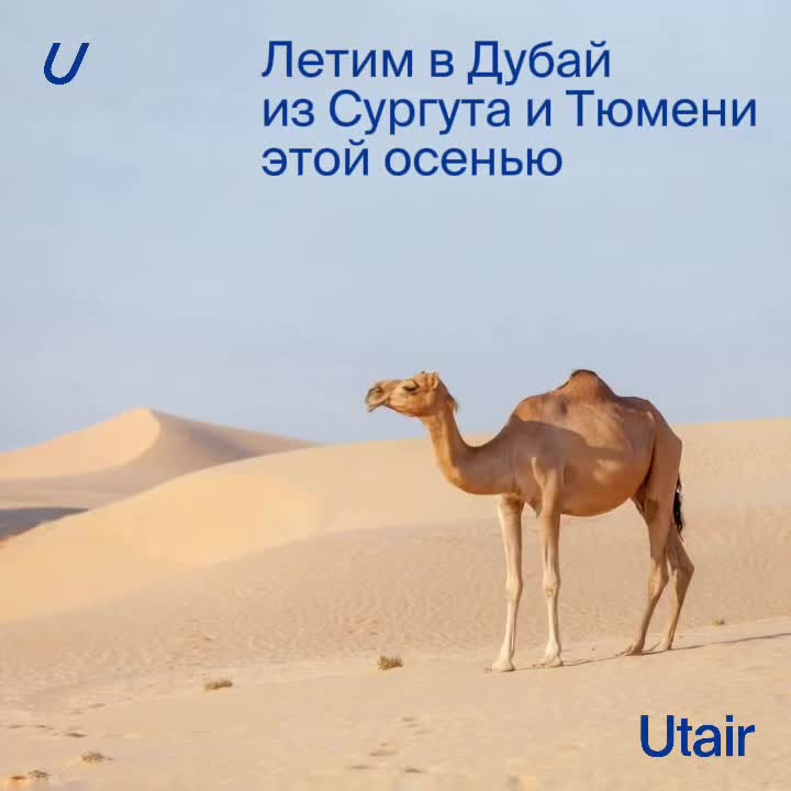 Туристы из Сочи ищут бюджетные способы возвращения домой amid высоких цен на билеты