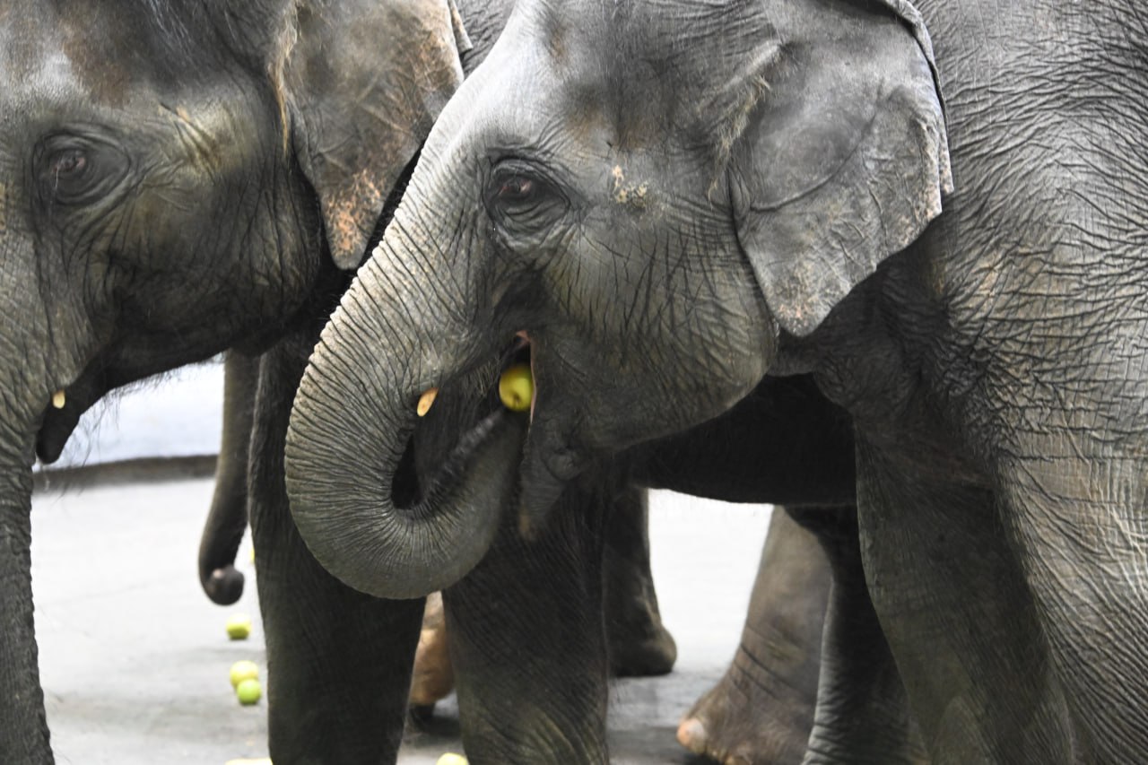 На Бали официально запретили катание туристов на слонах Отказ от таких развлечений был закреплён ещё в 2025 году в специальном циркулярном письме по охране природы Однако один из популярных объектов парк слонов Mason в районе Таро не сразу выполнил требования и продолжал аттракцион до 21 января После двух предупреждений со стороны властей катание там всё же прекратили Ранее с 1 января 2026 года от катания на слонах отказался Bali Zoo а затем аналогичные меры приняли и другие центры В итоге Бали стал первым регионом Индонезии где такой формат развлечений для туристов полностью запретили в пользу защиты животных если поддерживаете запрет Фото Владимир Веленгурин