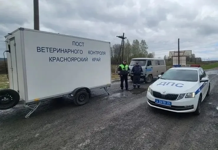 Пост поставили в Красноярском крае на границе с Кузбассом из за вспышки заболевания животных Председатель правительства Красноярского края Алексей Медведев ввел режим повышенной готовности на территориях Боготольского и Шарыповского муниципальных округов из за вспышки заболевания животных в соседнем Кузбассе Режим начал действовать в 00 00 13 мая 2026 года Причина неблагополучная эпизоотическая ситуация по пастереллезу в Кемеровской области 7 мая там зафиксировали эпизоотический очаг Режим направлен на предотвращение ввоза инфицированных животных и продукции животного происхождения на территорию края поясняется в сообщении красноярских властей Что за болезнь Отметим что ранее посты появились около крупного кузбасского сельхозпредприятия АО Ваганово принадлежит холдингу СДС Сначала местное издание Среда42 дало информацию о пастереллёзе позже опровергло однако сайту NGS42 директор предприятия Роман Майер впоследствии заявил что среди животных подтвердились случаи нодулярного дерматита На вопросы жителей региона в тг канале главы региона управление ветеринарии тоже ответило про дерматит На сельхозпредприятии Промышленновского округа у крупного рогатого скота выявлены случаи нодулярного дерматита Проводится мониторинг для определения очагов заболевания и их дальнейшего купирования Подозрительных животных будут разворачивать На федеральной трассе Р 255 Сибирь в Красноярском крае организован круглосуточный ветеринарный пост Специалисты будут осматривать животных и проверять ветеринарные сопроводительные документы При подозрении на заболевание проведут клинический осмотр отбор проб и эпизоотологическое расследование При выявлении нарушений движение груза пресекут продукцию вернут в место отправления а ветслужбу соседнего региона уведомят К работе также будут привлечены органы местного самоуправления и дорожно патрульные службы МВД Подписаться Прислать новость Помочь бустами
