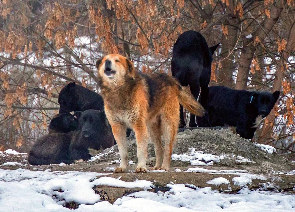 В Красновишерске стая бродячих собак напала на пожилую женщину Прокуратура Красновишерского района организовала проверку по факту нападения собак на пожилую женщину. Как сообщает пресс-служба ведомства, инцидент произошел 24 февраля в районе ул. Толстова в Красновишерске. Пострадавшая госпитализирована, ей оказывается медицинская помощь. Как пояснили «Ъ-Прикамье» в администрации Красновишерского округа, 76-летняя женщина была госпитализирована в Соликамск. «Женщина находится в реанимации, в крайне тяжелом состоянии», - пояснили в ведомстве. В администрации отметили также, что родственникам пострадавшей предложена помощь. С территории, где произошло нападение собак, в течение 2025 года не поступало заявок на отлов безнадзорных животных.