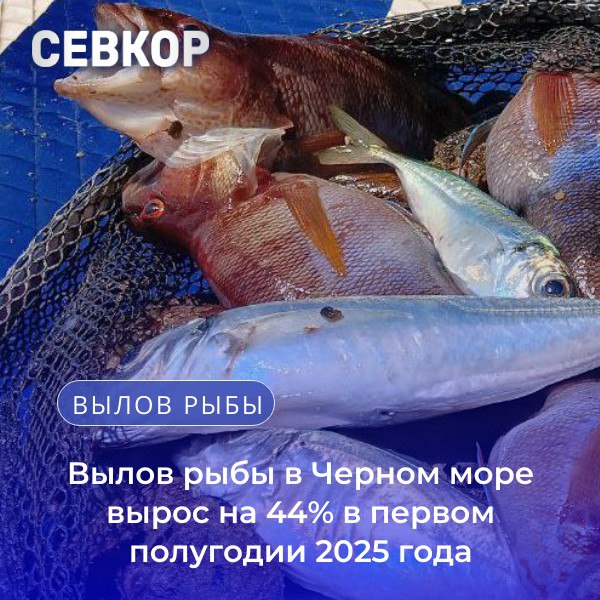 Вылов рыбы в Черном море вырос на 44% в первом полугодии 2025 года  По данным отраслевой системы мониторинга Росрыболовства, вылов рыбы в России в 2025 году превысил 3 миллиона тонн.   В первом полугодии 2025 года в Азовском и Черном морях вылов увеличился на 44,3% по сравнению с аналогичным периодом прошлого года. Основная часть улова приходится на хамсу — на 12,6 тысячи тонн, что на 3,4 тысячи тонн больше, чем в 2024 году. Также активно добывают шпроту — около 8,2 тысячи тонн, что на 4,5 тысячи тонн больше уровня прошлого года.  По вылову рыбы в России лидирует Дальневосточный бассейн - почти 2,4 миллиона тонн улова, в Северном добывают 222,9 тыс. тонн , в Западном бассейне - 52,2 тыс. тонн, в Волжско-Каспийском - 49,9 тыс. тонн.   Читайте Севкор