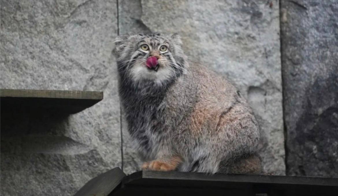 Манул Тимофей начнет получать меньше крыс и перепелов после завершения зажировки сообщил начальник отдела Млекопитающие Московского зоопарка Брагин Он отметил что сейчас манул питается один раз в день а иногда два зверь будет сохранять максимальный вес несколько месяцев после чего начнет худеть к лету investingcorp