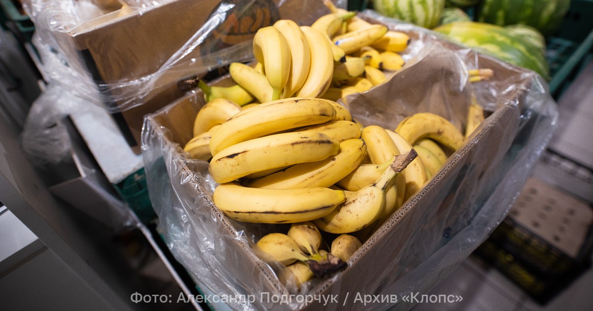 В Россельхознадзоре рассказали сколько бананов в 2025 году съели калининградцы 9 34 тыс тонн свежих бананов экспортировали в калининградскую область в 2025 году Этот показатель сохранился на уровне 2024 го Фрукта в регион привозили из трёх стран Эквадор 9 26 тыс тонн Коста Рика 0 3 т и Гватемала 77 3 т Из каждой партии специалисты ведомства брали пробы и проводили анализы Все бананы прошедшие карантинный фитосанитарный контроль были допущены к ввозу и реализации на территории региона