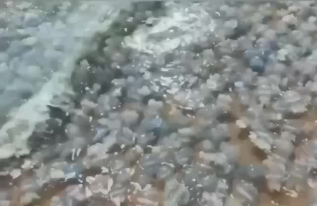 Нашествие медуз в Керчи затрудняет купание