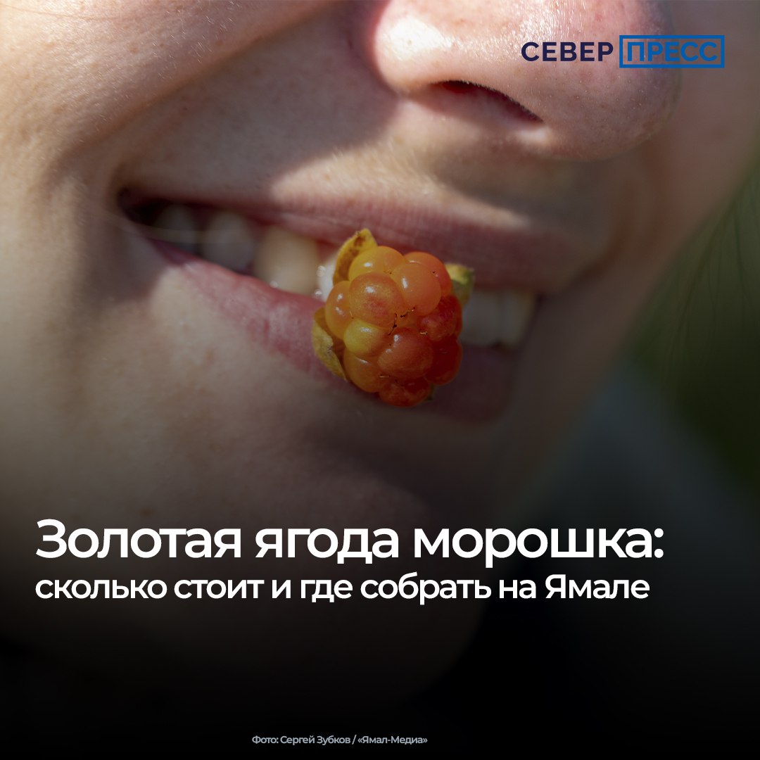Цены на морошку на Ямале достигли 1600 рублей за килограмм. Дороже всего она продается в Новом Уренгое и Салехарде, где в этом сезоне бедный урожай. В Тазовском районе, по словам сборщиков, морошки много, но уже в начале августа она пропадет.   Почему цены на «северную малину» ежегодно растут и где ее лучше собирать — в материале «Север-Пресса».  #Эксклюзив     Новости Ямала   Поддержать нас бустом