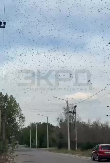 Нашествие саранчи в Украине: ущерб посевам и причины миграции
