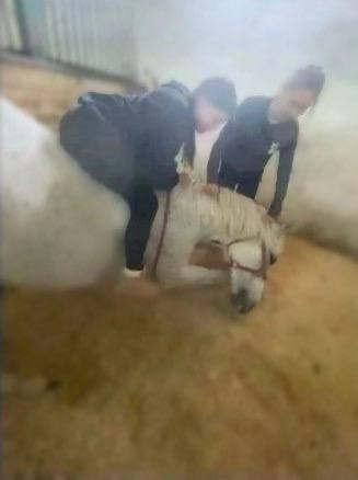 Три девочки жестоко избили лошадь в нижегородской СШОР по конному спорту — издевательства они сняли на видео У лошадки по кличке Иоланта обнаружили потертости на грудной клетке и раны в области головы. Отмечается, что первое время после случившегося животное отказывалось от еды и боялось людей. Как сообщили в минспорта, девочки отстранены от занятий, а в школе решается вопрос об их отчислении. Полиция и прокуратура начали проверки. Подписаться Написать нам
