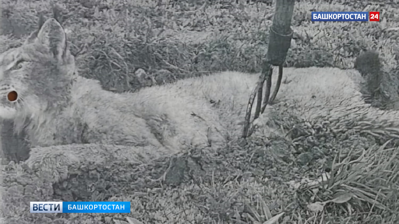 Напавшая на мужчину рысь в Башкортостане оказалась бешеной Утром 11 мая в деревне Урюш-Битуллино Караидельского района Башкортостана рысь напала на местного жителя. Услышав крики, его жена помогла остановить нападение. Прибывшие на место специалисты минэкологии и ветеринары исследовали труп животного. Оказалось, что рысь была заражена вирусом бешенства. Мужчина получает соответствующую медпомощь. "Специалисты ветеринарной службы принимают необходимые меры для предотвращения дальнейшего распространения инфекции и ликвидации очага болезни", — добавили в пресс-службе Минэкологии и природопользования РБ. Подписаться Сообщить новости