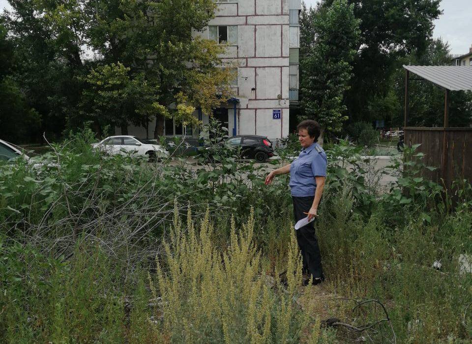 В Оренбурге из-за очагов амброзии ввели карантин.  После сообщений горожан в Сети, сотрудники Россельхознадзора выехали с мониторингом на указанные адреса произрастания опасного сорняка. Подтверждение получено: растение — трехраздельная амброзия. Утверждены программы по борьбе с сорняком.