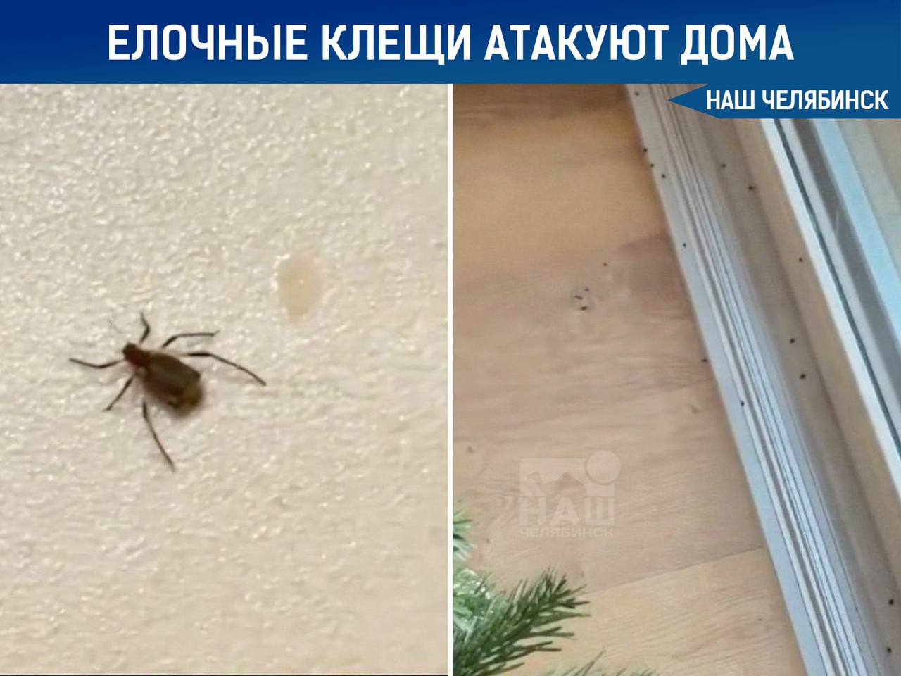 Елочные клещи атакуют дома россиян Паразиты могут попасть в квартиру вместе с живой ёлкой купленной на рынке Из за тёплой зимы клещи активны и прячутся в стволе и иголках Их укусы опасны для здоровья Специалисты советуют перед заносом в дом хорошо стряхнуть ёлку на улице и оставить её на балконе на 12 24 часа Мы в ТГ ВК ОК MAX Не пропустите важные новости