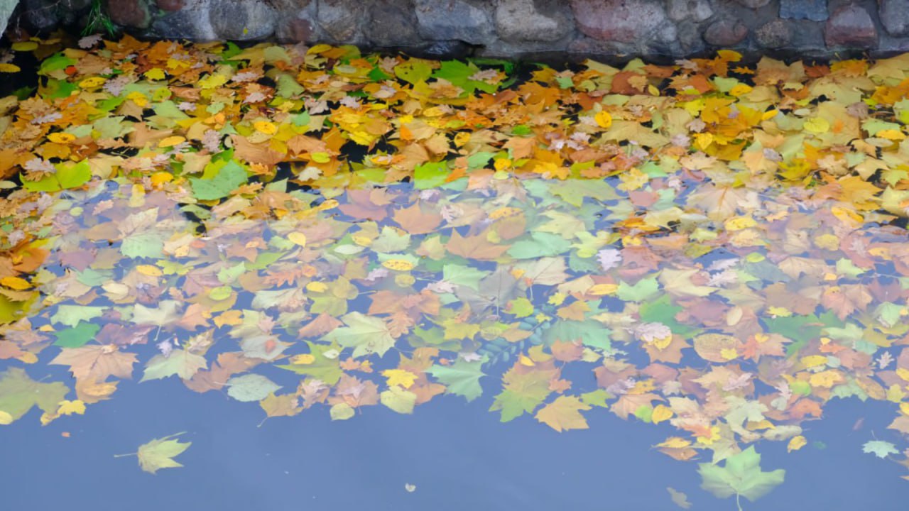 Максимальные порывы ветра ночью достигали 21 м с но и этого хватило чтобы не оставить без работы дежурные бригады коммунальщиков  Четырежды на места обрывов проводов выезжали энергетики По состоянию на 6 утра падения веток или деревьев было зафиксировано по 18 адресам В 4 случаях деревья падали на жилые дома Также аварийными зелёными насаждениями повреждено 4 автомобиля В 1 час ночи был зафиксирован максимальный подъём уровня воды в Преголе 124 см опасным считается уровень 155 см сейчас вода пошла на спад к 6 утра уже была отметка 84 см За 12 часов в городе выпало 18 мм осадков к сожалению сорванная ветром листва быстро забивала решётки дождеприёмных колодцев что вызывало локальные подтопления поэтому сделать в работе перерыв МБУ Гидротехник и МБУ Чистота пока ещё не удалось Источник администрация Калининграда