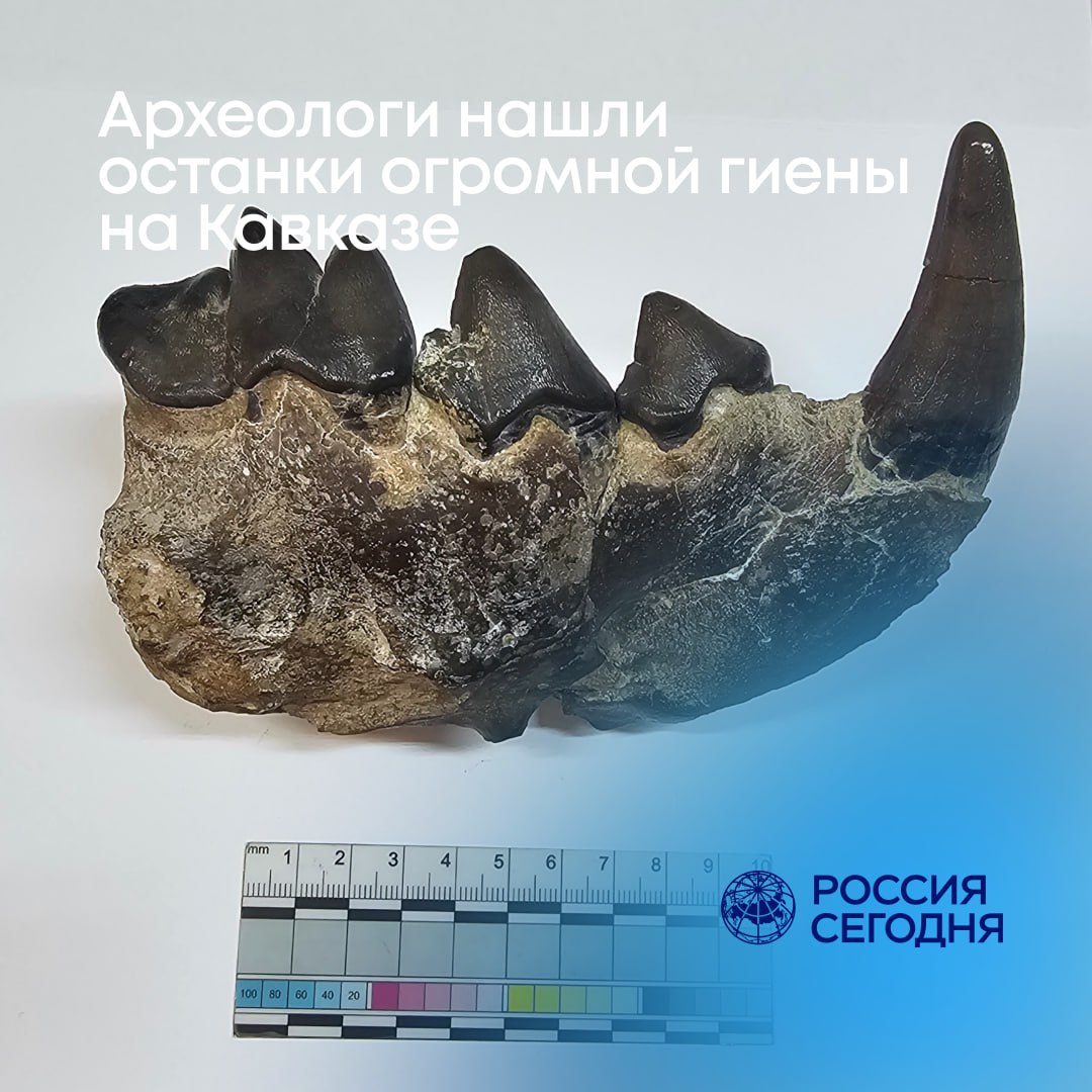 Бульдозер среди хищников обнаружили учёные на Кавказе Палеонтологи urfu ru изучили современными методами челюсти которые почти 100 лет считались обычными и выяснили что они принадлежат ужасным гиенам Огромные хищники весом до 400 кг обитали на территории современного Азербайджана 9 10 млн лет назад и могли охотиться на трехпалых предков лошадей массивных безрогих носорогов гигантских свиней размером с современного быка древних жирафов и антилоп Наша находка заполняет пробел в понимании распространения динокрокут которые являлись одними из ключевых хищников в фаунах миоцена геологической эпохи от 23 до 5 млн лет до нашего времени поясняет лаборант исследователь лаборатории естественнонаучных методов в гуманитарных исследованиях УрФУ Данияр Хантемиров Лаборатория создана по программе Приоритет 2030 Исследования в вузе ведутся при поддержке Минобрнауки России в рамках Десятилетия науки и технологий Наука на Урале