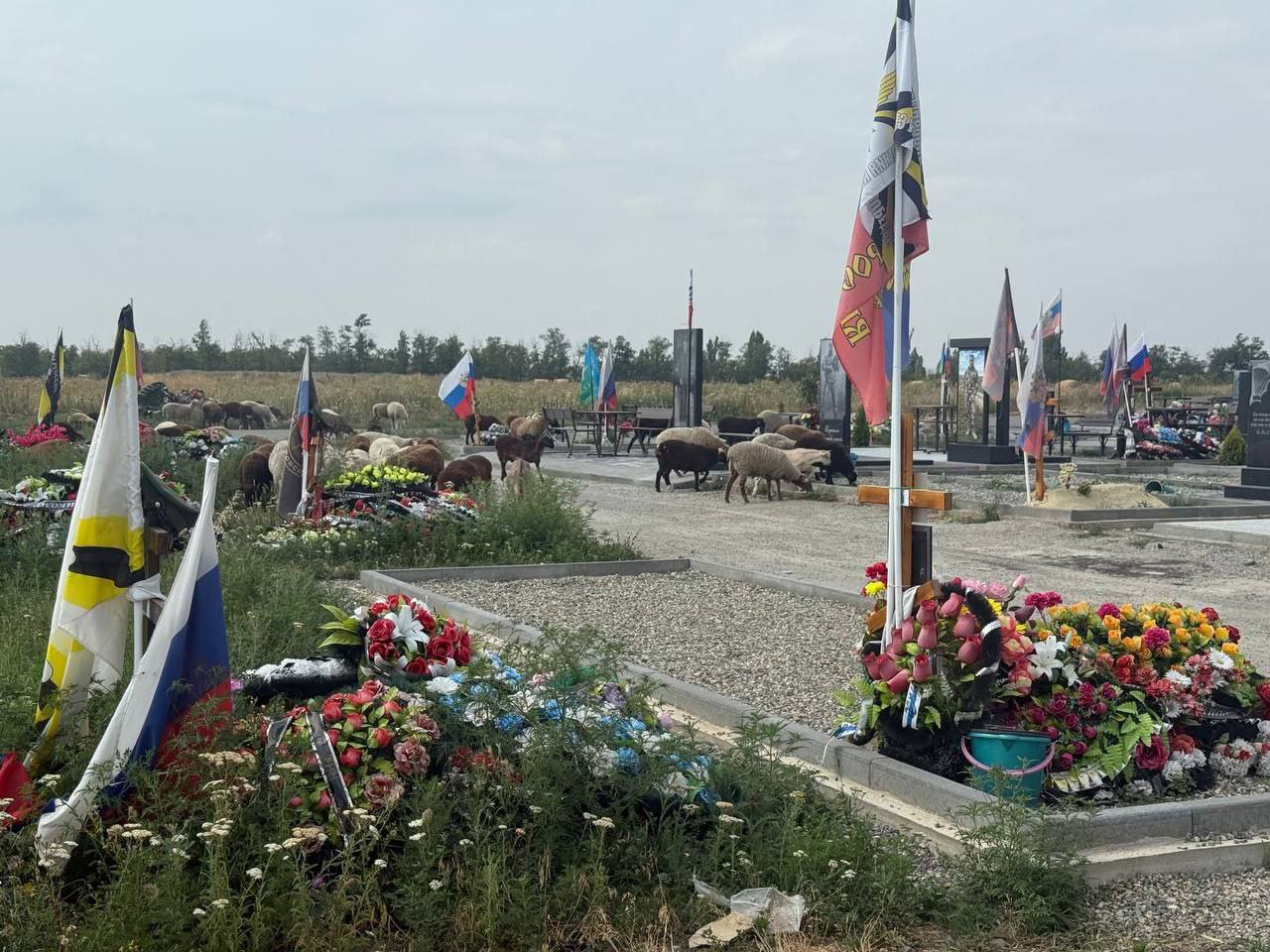 Горожане возмущены: бараны паслись прямо на Аллее Славы на Крестовоздвиженском кладбище. Очевидцы спугнули щиплющий траву скот с могил. Ситуацию прокомментировали в администрации Шпаковского округа: информацию уже передали руководству кладбища для принятия мер. Подписаться прислать новость