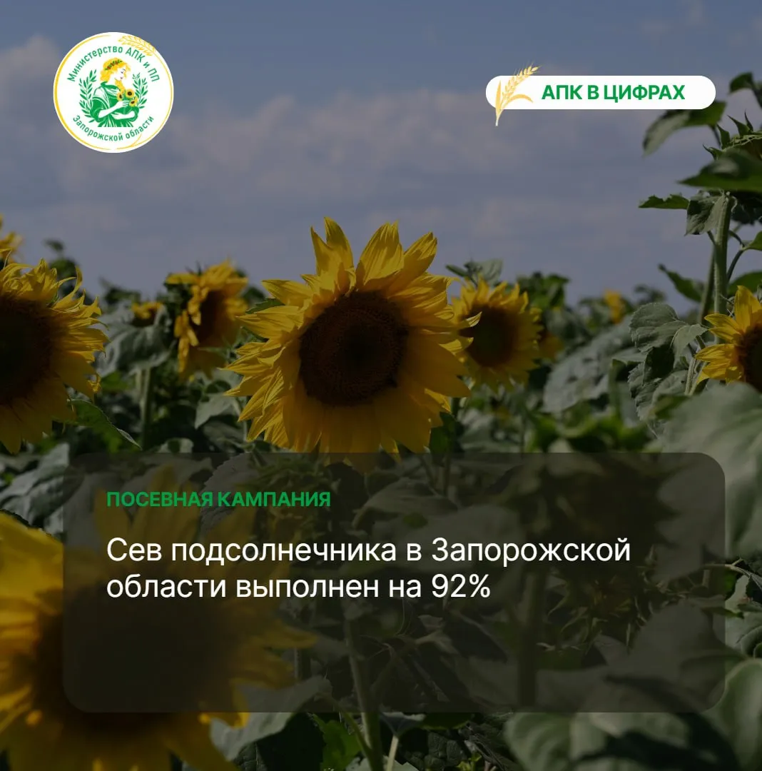 На сегодняшний день в Запорожской области аграриями засеяно 335 тыс га подсолнечника из запланированных 350 тыс га В этом году погодные условия для проведения полевых работ в целом складываются лучше чем в прошлом сезоне прежде всего по запасам влаги в почве что особенно важно для подсолнечника Это позволяет рассчитывать на более стабильное развитие посевов на текущем этапе АПКвЦифрах MAX ЧАТ БОТ