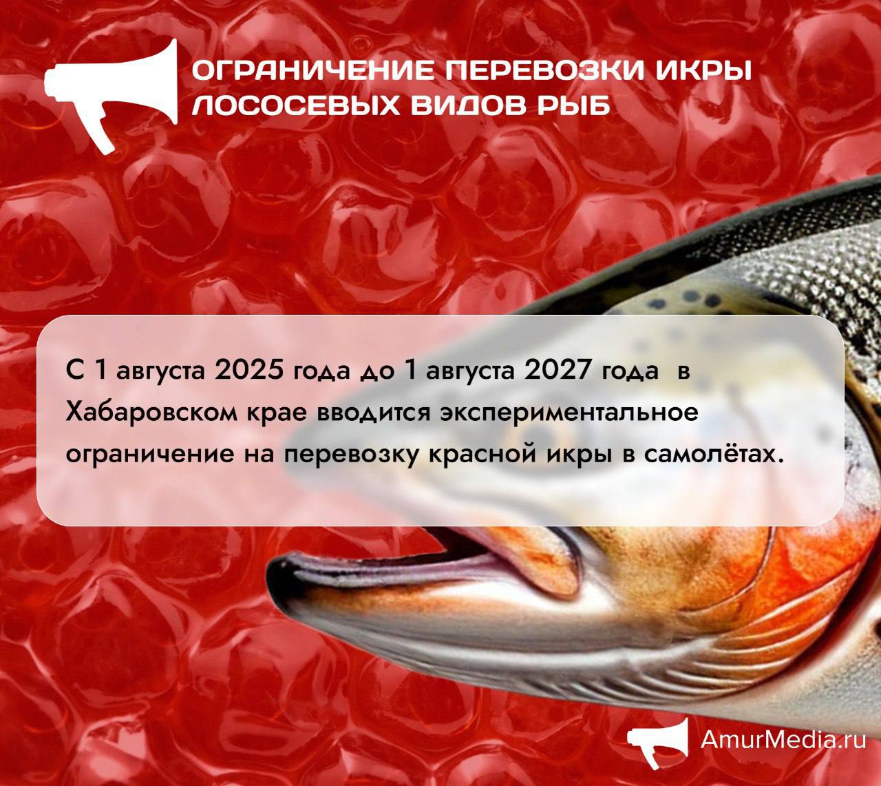 Новые правила перевозки красной икры в Хабаровском крае  С 1 августа 2025 по 1 августа 2027 года в регионе проходит эксперимент по ужесточению контроля за перевозками лососевой икры. Согласно новым правилам, пассажирам воздушного транспорта запрещено вывозить более 10 кг икры на человека за один рейс.    Подробнее о новых правилах транспортировки икры читайте в наших карточках.     AmurMedia   Прислать новость