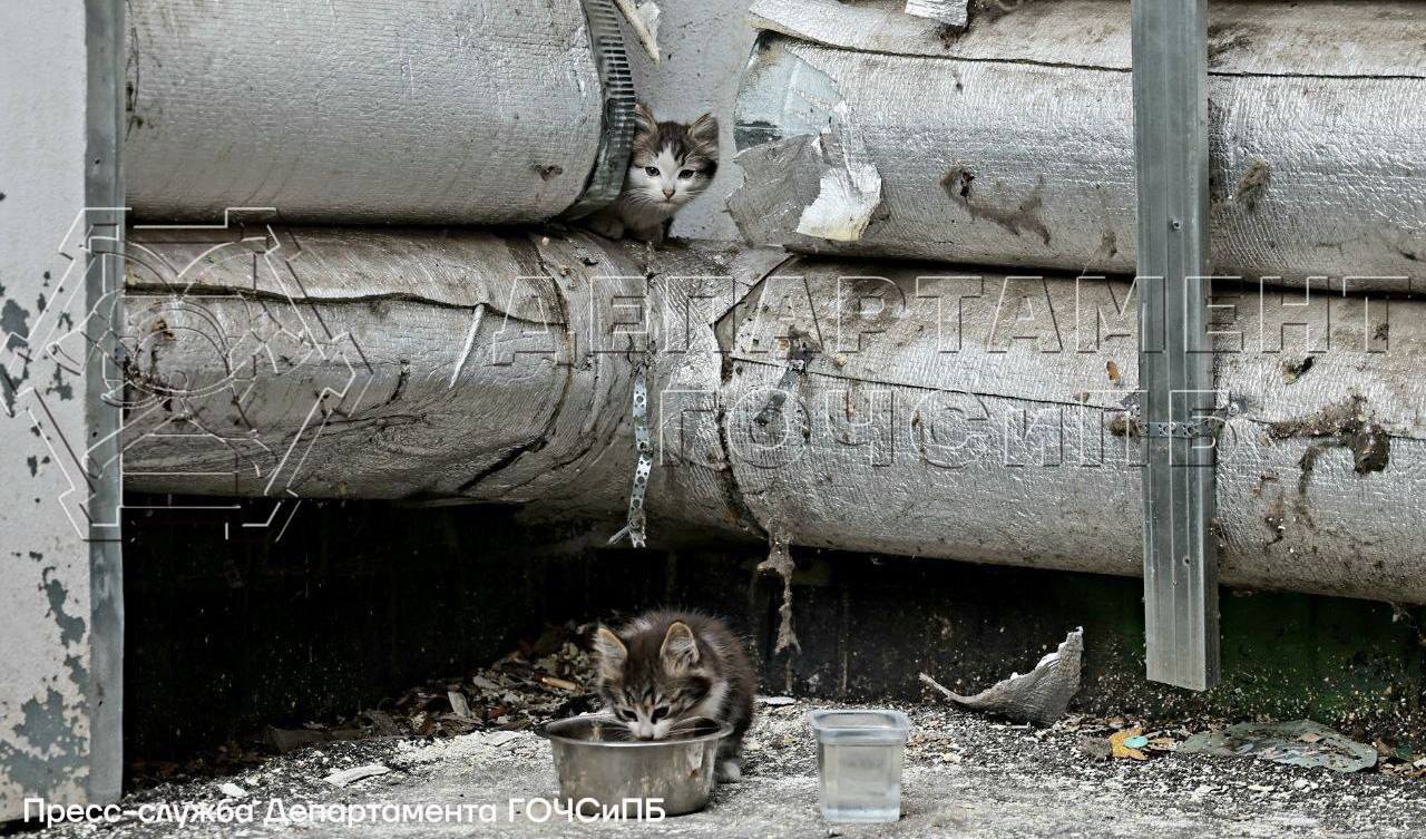 На Хорошевском шоссе спасатели спасли котят, застрявших в вентиляционной трубе Жалобный писк услышали прохожие, но сами помочь не смогли. Малышей выманили едой через аккуратно проделанный лаз ЧП / Москва
