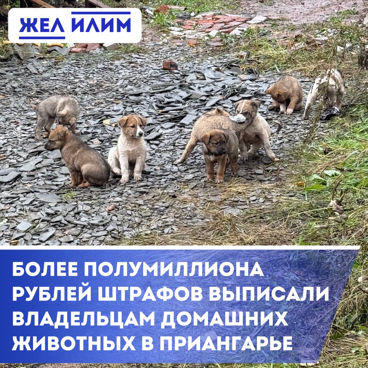 В Иркутской области оштрафованы более 200 владельцев домашних животных С начала 2025 года в регионе наказали 203 хозяев за несоблюдение правил содержания животных Общая сумма штрафов превысила 581 тыс рублей сообщили в пресс службе правительства области Часть нарушений зафиксирована уже после вступления в силу нового областного закона Об административной ответственности в области обращения с животными действует с конца июля 2025 года ℹ По нему к ответственности привлекли 15 владельцев 8 за нарушение сроков и порядка регистрации собак 7 за отсутствие предупреждающей таблички о наличии собаки Размер штрафов может достигать 15 тыс рублей Подпишись на ЖЕЛ ИЛИМ