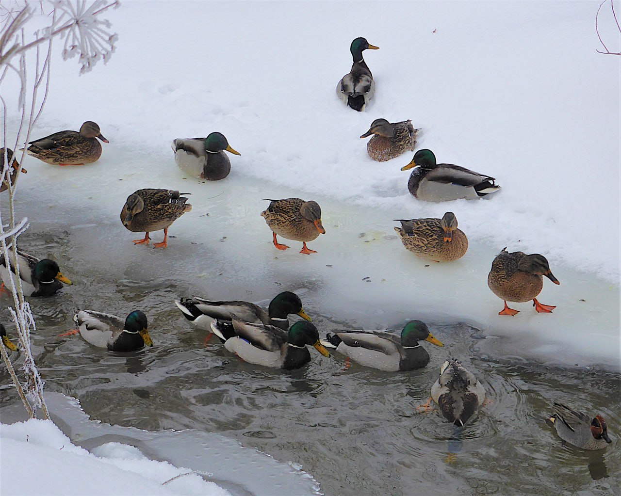 Калужан позвали считать уток Калужская область вновь стала участницей ежегодного всероссийской переписи зимующих водоплавающих птиц Серая шейка которая проводится по инициативе Союза охраны птиц России Она продлится до 31 января но её главные дни 17 и 18 января Жителей Калужской области призвали помочь орнитологам Для этого необходимо посчитать уток а также лебедей пастушек чаек и других водоплавающих и околоводных птиц Как соообщили в областном правительстве незамерзшие участки Оки и Терепца в Калуге и её окрестностях Угры между населенными пунктами Товарково и Дворцы Протвы около Обнинска уже охвачены учетом Информация по другим водоемам бывает отрывочной поэтому особенно ценна Дату место наблюдения количество пернатых и их виды надо сообщить в социальных сетях министерства природных ресурсов и экологии или по электронной почте galchenkov adm kaluga ru Можно также самостоятельно занести данные по ссылке