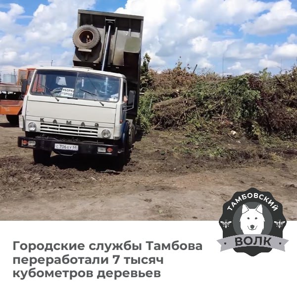 В Тамбове из-за непогоды вырос объём работы городских служб  После дождей диспетчеры фиксируют сообщения о поваленных деревьях. Специалисты оперативно расчищают дороги и тротуары, а древесные отходы вывозят на переработку. С помощью измельчителя их превращают в щепу — техника справляется даже со стволами до 40 см в диаметре. С весны переработали уже 7 тыс. м³ отходов.  Тамбовский волк