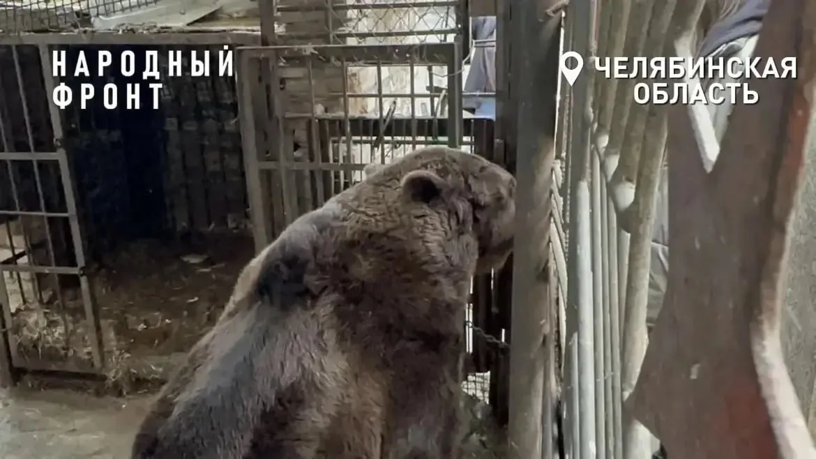 В Челябинской области пытаются решить судьбу медведя Степана который ютится в тесной клетке в Троицке без должного содержания заботы и контроля Информация о незавидной жизни медведя появилась в соцсетях несколько недель назад Животное осталось на попечении женщины из Троицка после того как его хозяин ушел на СВО и пропал без вести Зверь находится в тесной клетке и без надлежащего контроля но ни в приютах ни в зоопарках нет возможностей и ресурсов принять его рассказали в Народном фронте Челябинский зоопарк выступал с официальным заявлением по поводу того что не может поселить медведя у себя Сейчас на месте работает эксперт Народного фронта президент фонда зоозащиты Спаси меня Карен Даллакян Медведь отправится на временное место пребывания пообещали в организации Подписаться на ЕАН Челябинск в МАХ