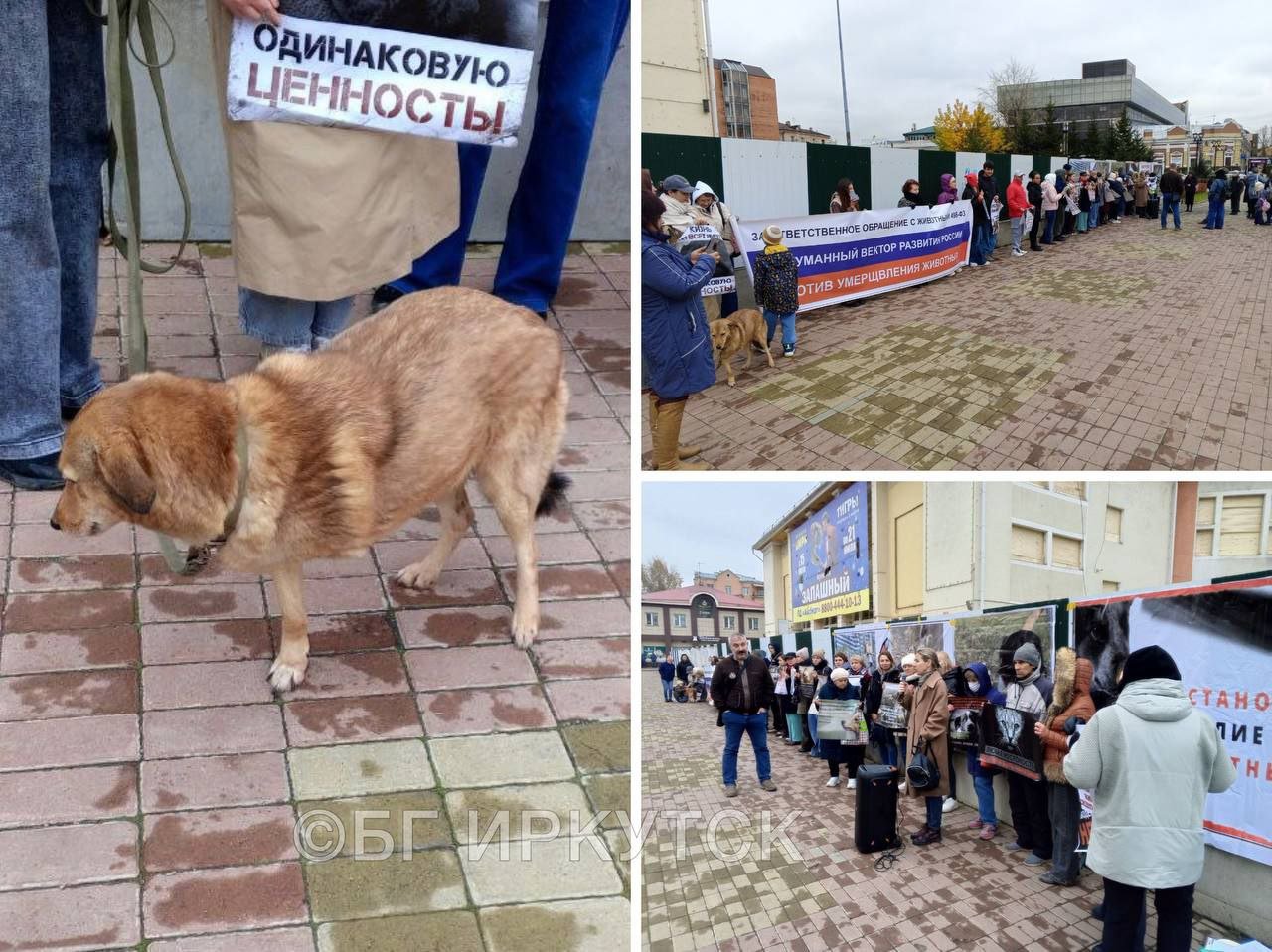 В Иркутске полсотни человек вышло на митинг против умерщвления животных и издевательств над ними  Сегодня в Иркутске на площади у цирка прямо под афишей шоу братьев Запашных, которых некоторые зоозащитники обвиняют в жестоком обращении с животными, проходит митинг против эвтаназии животных и за справедливое наказание для живодеров. На него пришло не менее 50 человек из Иркутска, Ангарска и Зимы.  В том числе митинг освещает ситуацию с подростками в поселке Котик Тулунского района Иркутской области, которым за истязание и жестокое убийство собаки дали всего лишь штраф в 500 рублей. Проходит сбор подписей за пересмотрение этого и других похожих случаев.  Активные жители стоят с плакатами: «Жизнь для всех имеет одинаковую ценность», «Гуманный вектор развития России против умерщвления животных», «Остановите насилие над животными», «Живодерам не место среди нас».  Ранее новые законы об обращении с бездомными животными, в том числе об их эвтаназии, если их не заберут их приюта или они больны, приняло несколько российских регионов: Бурятия, Алтай, Забайкалье, Астраханская область, Чукотка и Магадан.  #иркутск  Прислать новость   Подписаться