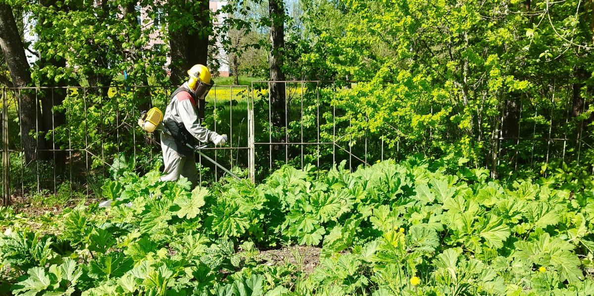 На выполнение мероприятий по борьбе с борщевиком Сосновского в Лежневском районе израсходуют более 1,2 млн рублей     Соответствующий лот разместили 11 марта, окончание подачи заявок 21 марта.  ↗  Прислать новость   Подписаться