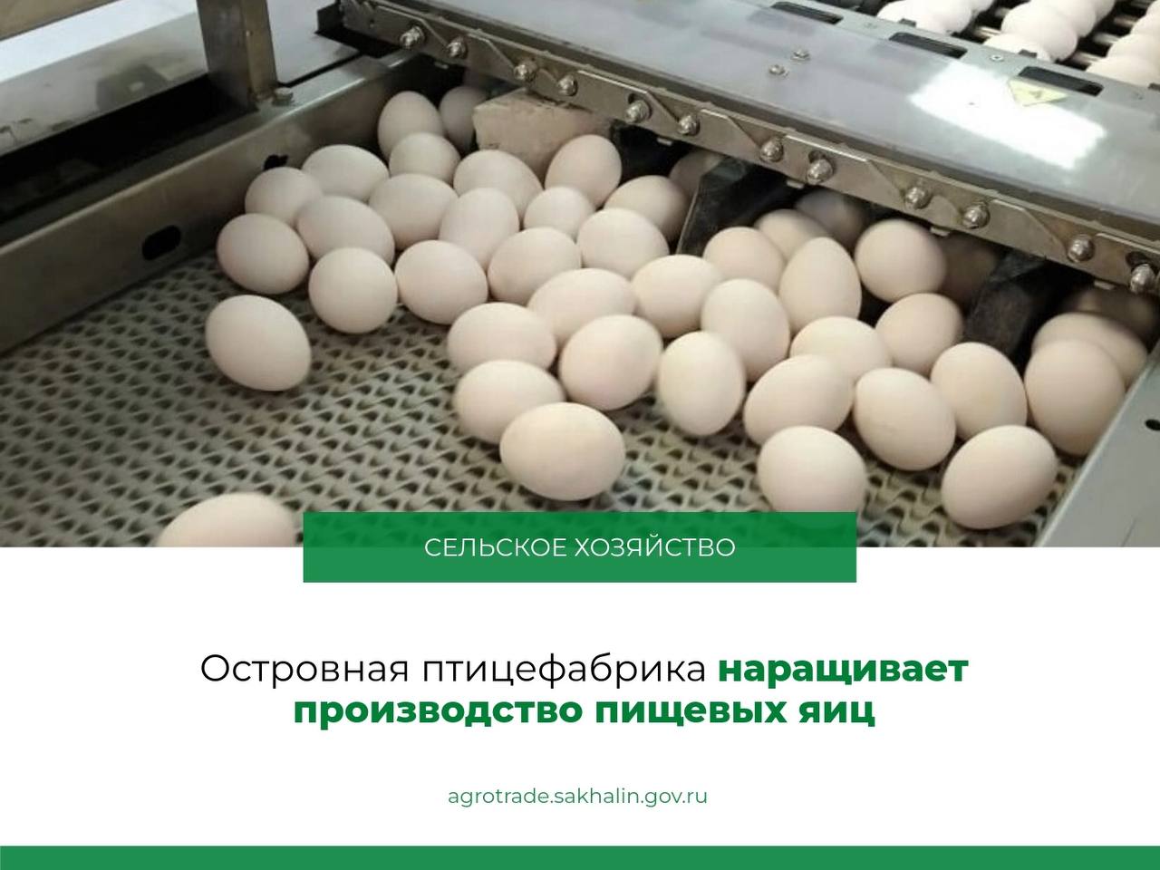 Взрослое стадо кур-несушек вышло на максимальную яйценоскость, что позволяет предприятию осуществлять реализацию продукции во всех фирменных магазинах области. А с октября на прилавки уже поступает и куриное яйцо отборной категории.    В настоящее время предприятие планово приступило к заселению будущими несушками второго корпуса промышленной площадки. Вся птица вакцинирована и здорова. Таким образом уже к декабрю взрослое стадо кур-несушек превысит 160 тысяч голов, что позволит к Новому году почти в 2   раза увеличить объемы производства.    Стоит отметить, что в период восстановительной производственной деятельности птицефабрики поставки яйца на внутренний рынок продолжают осуществляться оптовыми предприятиями. С начала года в область завезено более 90 млн. штук яиц. Одновременно производство яйца осуществляют фермерские и личные подсобные хозяйства. С начала года малыми формами произведено порядка 17 млн. штук яиц, что больше аналогичного периода прошлого года на 4,4%.  #сельское_хозяйство