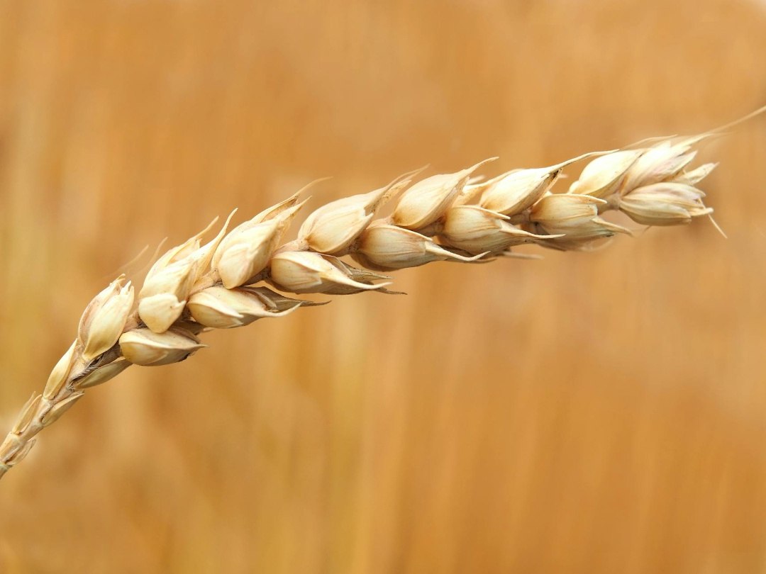 Производство сельхозпродукции в КЧР выросло на 8% в первом квартале 2025 года Производство сельскохозяйственной продукции в Карачаево-Черкесии в первом квартале 2025 года выросло на 7,9% по сравнению с аналогичным периодом прошлого года и составило 8,1 млрд рублей. В сельхозорганизациях объем производства продукции вырос на 21,1% — до 3,2 млрд рублей. В личных подсобных хозяйствах и крестьянско-фермерских хозяйствах вырос незначительно — до 3,5 млрд и 1,4 млрд рублей соответственно. #АПК