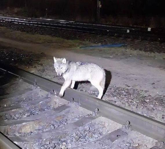 В Подпорожье в Ленинградской области нашли волка, который пугал горожан. Это оказалась самка, она искала себе еду  Сообщается, что ее застрелили. Работа над снижением численности волков продолжается.    Подписаться   Прислать новость