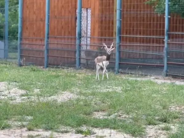 В Ростовский зоопарк из нижегородского зоосада прибыла антилопа гарна.