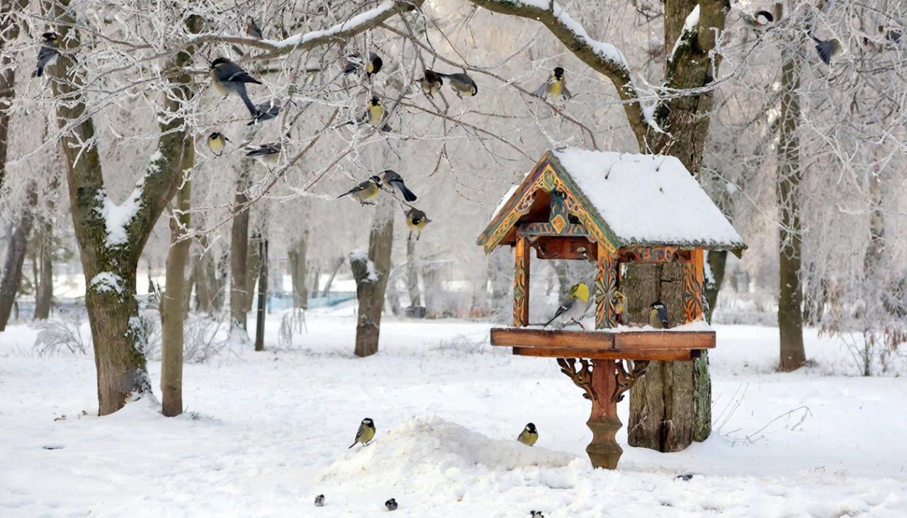 Подкармливать зимующих птиц можно с 1 ноября по 31 марта при наступлении неблагоприятных погодных условий подкормка должна быть свежая и не в избытке рассказали в департаменте природопользования и охраны окружающей среды Москвы Специалисты рекомендуют в качестве подкормки использовать семена диких трав семена подсолнечника зерна пшеницы и ячменя кедровые орехи фундук желуди засушенные ягоды рябины боярышника шиповника moscow on air
