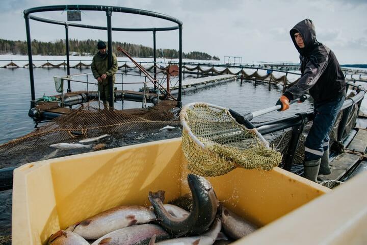 Узбекистан сможет выловить 25 тыс. тонн рыбы в российских водоемах  Россия выделила Узбекистану квоту на вылов минтая и сельди в Дальневосточном рыбохозяйственном бассейне, сообщило Министерство сельского хозяйства РУз.  Об этом договорились замминистра сельского хозяйства Узбекистана Кахрамон Юлдашев и замруководителя Федерального агентства по рыболовству РФ Андрей Яковлев.  В 2025 году Узбекистан сможет выловить 20 тыс. тонн минтая и 5 тыс. тонн сельди в Чукотском, Беринговом, Охотском, Японском морях, а также в Тихом океане в экономической зоне России.  Кроме того, представители ведомств договорились о совместных исследованиях и программах в области рыболовства.  ТГ канал