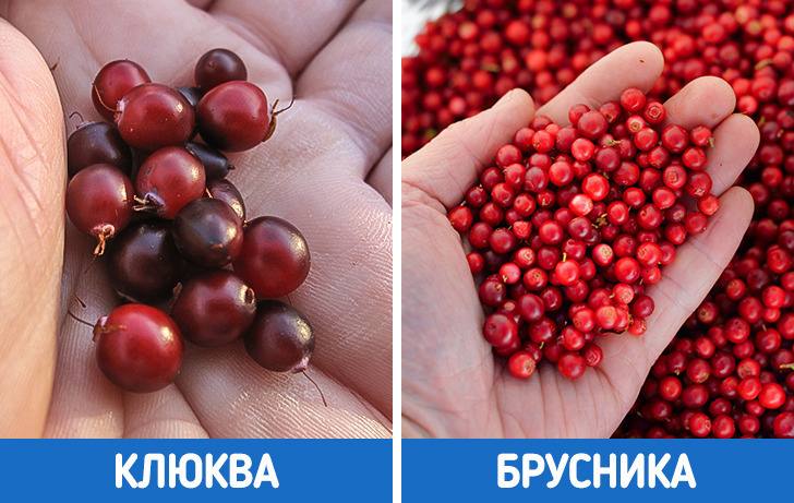 Осенний ягодный сезон в Крупском районе открывается уже завтра — с брусники  Минский облисполком определил даты начала сбора дикорастущих ягод в столичном регионе:    Бруснику можно собирать с 14 августа.   Клюкву — с 8 сентября.  Подробности в решении Минского облисполкома №816 от 4 августа 2023 года.       «Крупки Новости» — в Instagram   ТikTok
