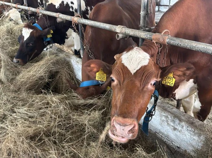 Производство скота и птицы на убой в живом весе снизилось на 35 6 в сельхозорганизациях Хабаровского края за 2025 год