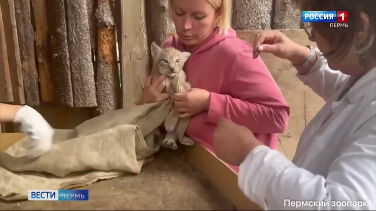 Рысята из пермского зоопарка прошли первый медосмотр Трое рысят родились в Перми, видео впервые опубликовали в Пермском зоопарке. Котята появились в конце мая и сейчас чувствуют себя прекрасно: растут под присмотром мамы Майи и специалистов. Недавно они прошли первый медосмотр, оказалось, все девочки. Папу Хорса временно переселили в соседний вольер, чтобы дать потомству спокойно расти.