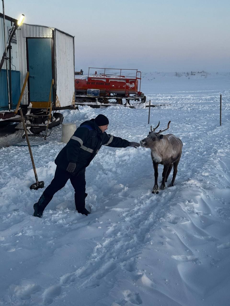 Олень пришел в вахтовый поселок   Хозяин тундры не испугался и даже понюхал руку рабочего.  Фото сделано в Тухардской тундре. Животное отбилось от стада.