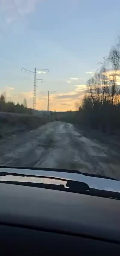 Редкое рождение двух лосят зафиксировано в Сковородинском округе