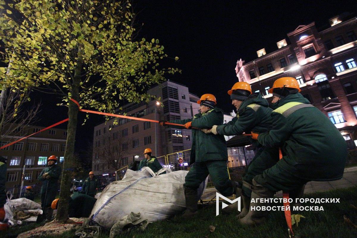 Еще 8 тыс. деревьев планируется высадить в Москве до конца года, рассказал Сергей Собянин.  Озеленяем столицу с учетом климата и архитектуры. Выбираем деревья, устойчивые к морозам, ветру и условиям мегаполиса. Они радуют глаз, очищают воздух, снижают шум и дают тень в жару. Проектировщики учитывают особенности территории, ее историю и даже топонимику, консультируются с дендрологами, чтобы подобрать оптимальный породный состав для каждого городского пространства.   Так, вдоль магистралей высаживают липы, вязы, клены и декоративные яблони – они образуют зеленый барьер. В скверах и парках больше видового разнообразия: дубы, ели, каштаны, ивы и другие деревья. А рядом с больницами и поликлиниками – породы, которые положительно влияют на сердечно-сосудистую и дыхательную системы организма, а главное – гипоаллергенны.    «Москва»