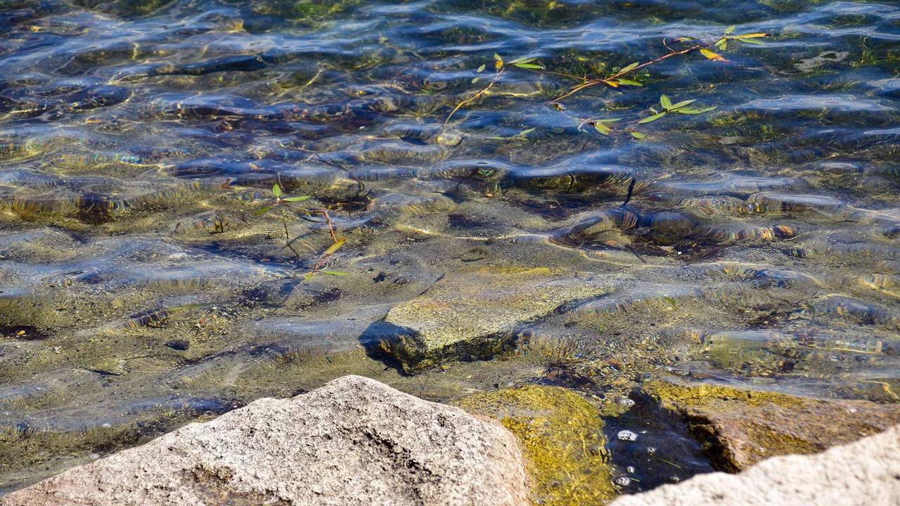 В Челябинской области водоем, который облюбовали редкие птицы, завалили мусором Озеро Шипейка в Кременкуле завалили строительным мусором, часть отходов уже успела оказаться в воде. По словам Евгения Ваганова, главы администрации Сосновского района, на место выезжали специалисты отдела экологии, которые подтвердили факт стихийной свалки. "Администрацией Кременкульского сельского поселения заключен контракт на ликвидацию свалки вблизи озера Шипейка. Выполнение работ по очистке указанной территории будет осуществлено в срок до 30 мая 2025 года". Отметим, что на этом озере гнездятся редкие птицы — красношейная поганка . Птица внесена в Красную книгу России. Добавим, в Челябинской области подобный случай был в прошлом году. Озеро Дуванкуль с краснокнижными пернатыми едва не исчезло, так как сильно обмелело. Как выяснилось, один из каналов, который питал водоем, завалили строительным мусором. ФОТО: ГТРК "Южный Урал" Вести Южный Урал Челябинск