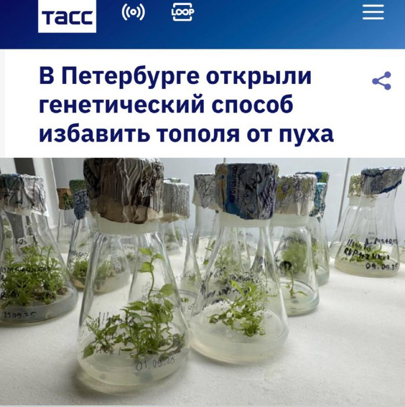 В Петербурге нашли генетический способ уменьшить пух тополей биологи точечно отредактировали ген осины отвечающий за развитие соцветий дерево не формирует полноценные цветки и не даёт пыльцу Использовали метод генной пушки аккуратно и по делу без лишнего шоу Если испытания подтвердят стабильность и безопасность города смогут планово высаживать непуховые деревья меньше уборки и приступов у аллергиков Вопросы биобезопасности и влияния на биоразнообразие остаются но вектор верный вместо запретов инженерные решения Российская прикладная генетика делает quietly то о чём на Западе годами спорят в комитетах и без лишней истерики