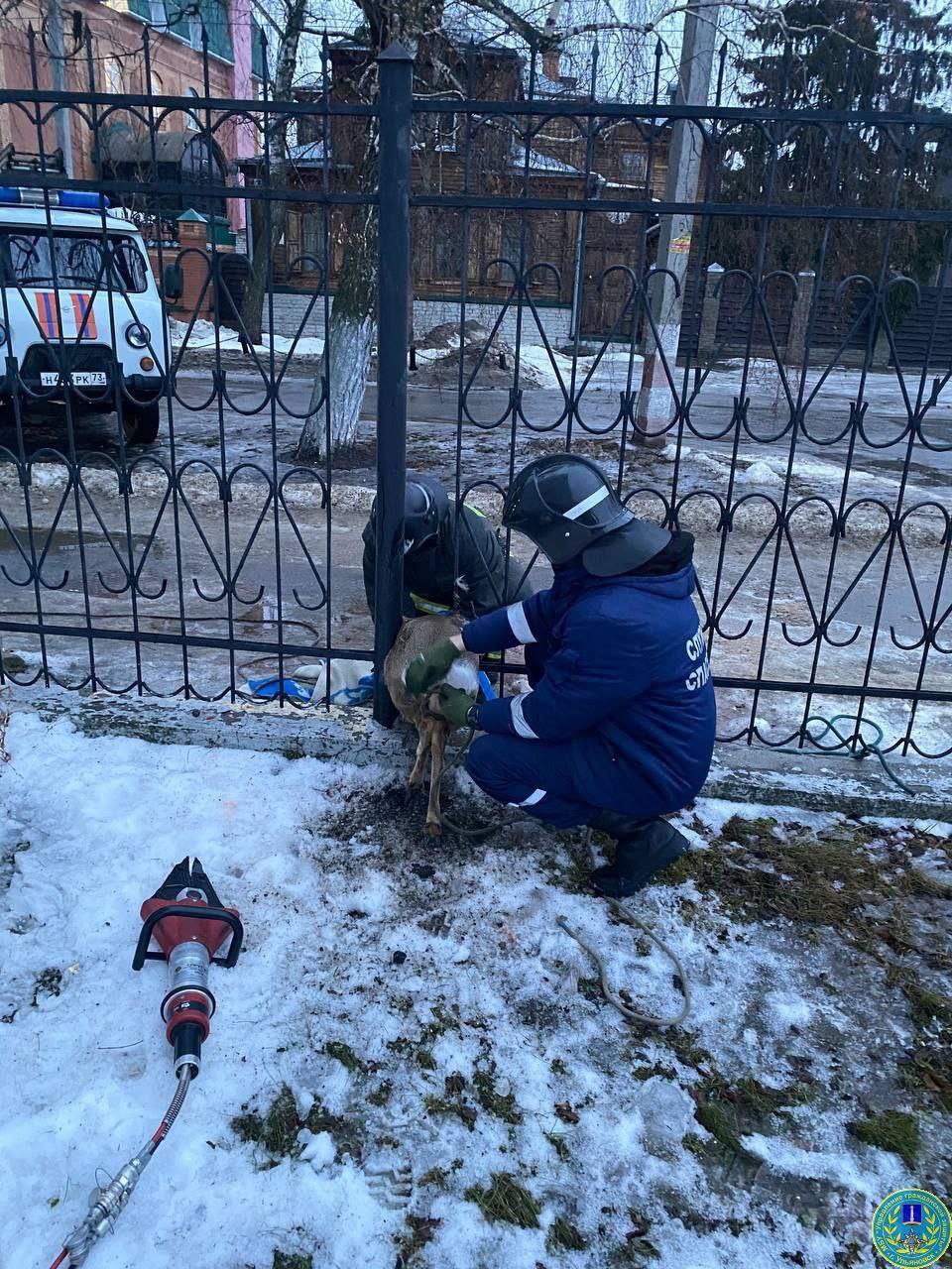 Сегодня утром в Ульяновске, в металлическом заборе около детского сада «У Знайки» на Корюкина 2 обнаружили косулю.   На помощь застрявшему животному выехали спасатели поисково-спасательной службы МБУ "Управление гражданской защиты г. Ульяновска". Спасатели укрыли косулю одеялом и с помощью гидравлического аварийно-спасательного инструмента деблокировали ее, обеспечив безопасность до транспортировки в Ульяновский зоопарк.  В зоопарке ветеринары проведут осмотр животного, по итогам которого будет принято решение о дальнейшем местонахождении косули.  Спасатели просят не оставлять такие ситуации без внимания и не бросать животных в беде, сообщая обо всех  происшествиях, нештатных ситуациях, возгораниях в единую службу спасения по телефону «112», «01» с сотовых телефонов – «101», «112».