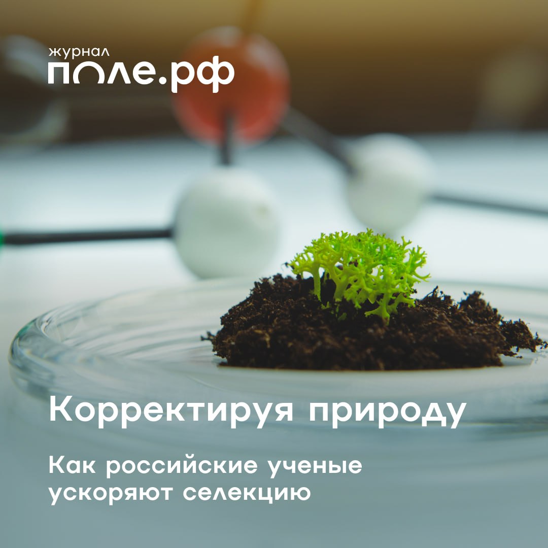 Российские ученые ищут способы ускорить селекцию сельхозкультур На форуме Русское поле 2025 в Казани министр сельского хозяйства РФ Оксана Лут поставила задачу сократить сроки выведения новых сортов и гибридов сельхозкультур с 10 12 до 2 5 лет Спросили экспертов какие методы используют ученые в России чтобы быстрее давать рынку растения с хорошей урожайностью и устойчивостью к вредителям и непогоде Сократ Монахос директор селекционно семеноводческого центра РГАУ МСХА им К А Тимирязева рассказал о применении молекулярной селекции культуры клеток in vitro и цифровой селекции с использованием машинного обучения Геннадий Карлов директор ВНИИ сельскохозяйственной биотехнологии разъяснил разницу между ГМО с чужеродными генами и ГМ растениями с отредактированной ДНК Он выступил против снятия запрета на ГМО но предложил разрешить выращивание отредактированных растений без чужеродной ДНК Илья Киров заведующий лабораторией МФТИ призвал законодательно разрешить выращивание культур полученных методом геномного редактирования Разбираем в новой статье насколько Россия идет в ногу с другими странами в селекционной науке и при каких условиях процессы пойдут быстрее pole journal