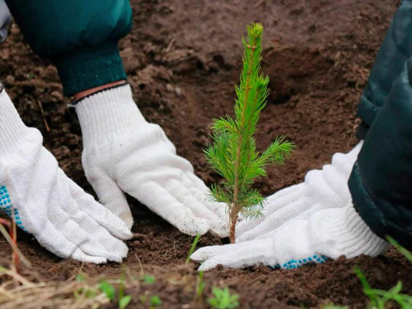 Ленобласть успешно выполнила план по лесопосадкам на 2025 год