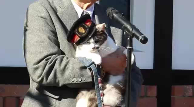 В Японии назначили новую кошку-смотрителя вокзала Рокутаму