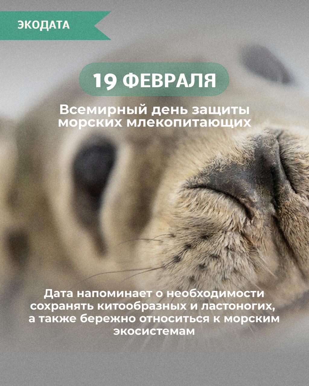 В 2025 году Росприроднадзор выдал 31 разрешение на вынужденное изъятие краснокнижных нерп тюленей и черноморской афалины Основание угроза жизни и здоровью животных После оказания помощи 24 серых тюленя 6 кольчатых нерп и черноморская афалина были возвращены в природную среду Основные регионы где фиксировались такие случаи Ленинградская и Калининградская области Сохранение морских млекопитающих связано с состоянием морских экосистем и требует постоянного внимания Подписывайтесь на Росприроднадзор в МАХ