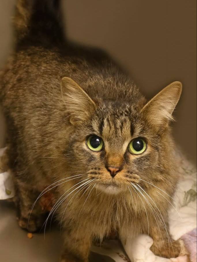 Кошка пропавшая во время урагана в Северной Каролине вернулась к своим хозяевам спустя 14 месяцев Животное подобрали волонтеры из приюта и нашли чип благодаря которому смогли связаться с владельцами и вернуть любимицу домой спустя целых 443 дня ВПШ