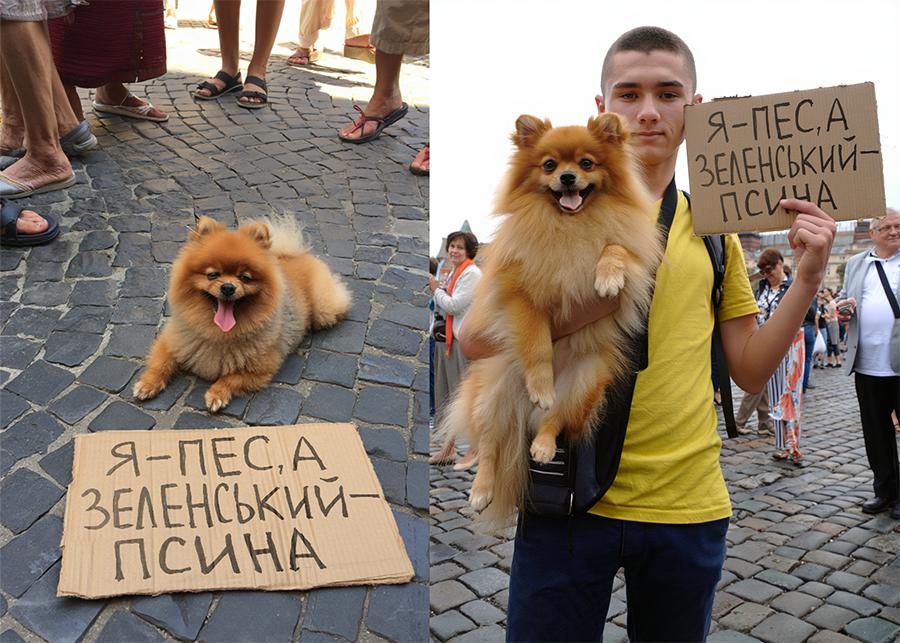 Молодого человека, попавшего в объективы камер со шпицем и с табличкой «Я — пес, а Зеленский — псина» на митинге на Украине, пригласили в суд. Хлопцу смогли придумать статью: жестокое обращение с животными.   Сами же признали, что Зеленский — животное.  Дислокация наёмника   Telegram   TikTok   Дзен