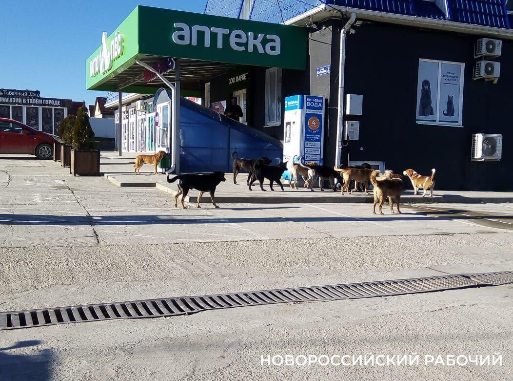 В Новороссийске возобновили приём заявок на отлов бродячих собак.   С начала года на жалобы новороссийцев о том, что на окраинах города и в пригородах безнадзорные животные пугают прохожих, в управлении ЖКХ рекомендовали подавать заявки в «Безопасный город». Толку от таких заявок  было мало.  После заключения муниципального контракта, работы начались. Собак отлавливают, вакцинируют, стерилизуют и выпускают обратно на улицу с биркой на ухе, подтверждающей обработку. Эти процедуры проводят «в соответствии с действующим законодательством в области обращения с животными, с соблюдением принципов гуманности».         поделиться новостью или проблемой, заказать рекламу, связаться с админом      Подпишись