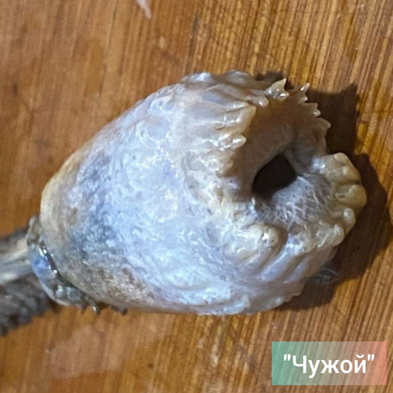 Неизвестное науке существо выловили рыбаки из Магадана в Охотском море.  Морского обитателя обнаружили внутри камбалы, когда разделывали рыбку. Очевидцы отметили, что существо похоже на личинку из фильма Ридли Скотта "Чужой", сообщает канал "SHOT".  "Лицехвата" передали московским учёным. По данным канала, исследованием существа сейчас занимаются ихтиологи кафедры одного из столичных вузов.  Учёные уже отметили, что подобные животные им ранее не попадались.    #портал_зейскийвестник